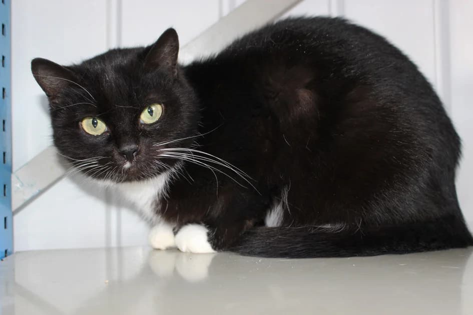 CAPON, female senior European Shorthair for adoption at Help Animals, Brussels