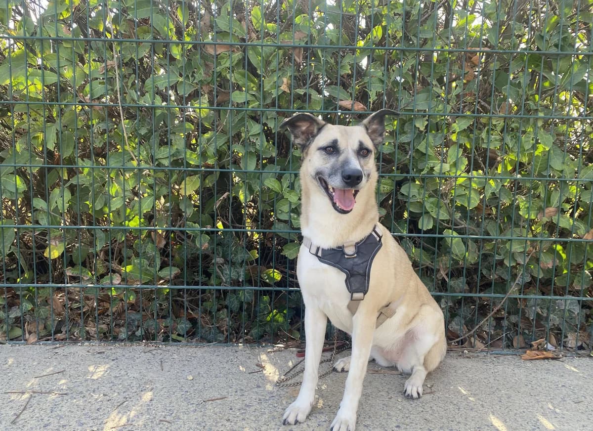 LUCIE, female 7yo mixed breed for adoption at Help Animals, Brussels
