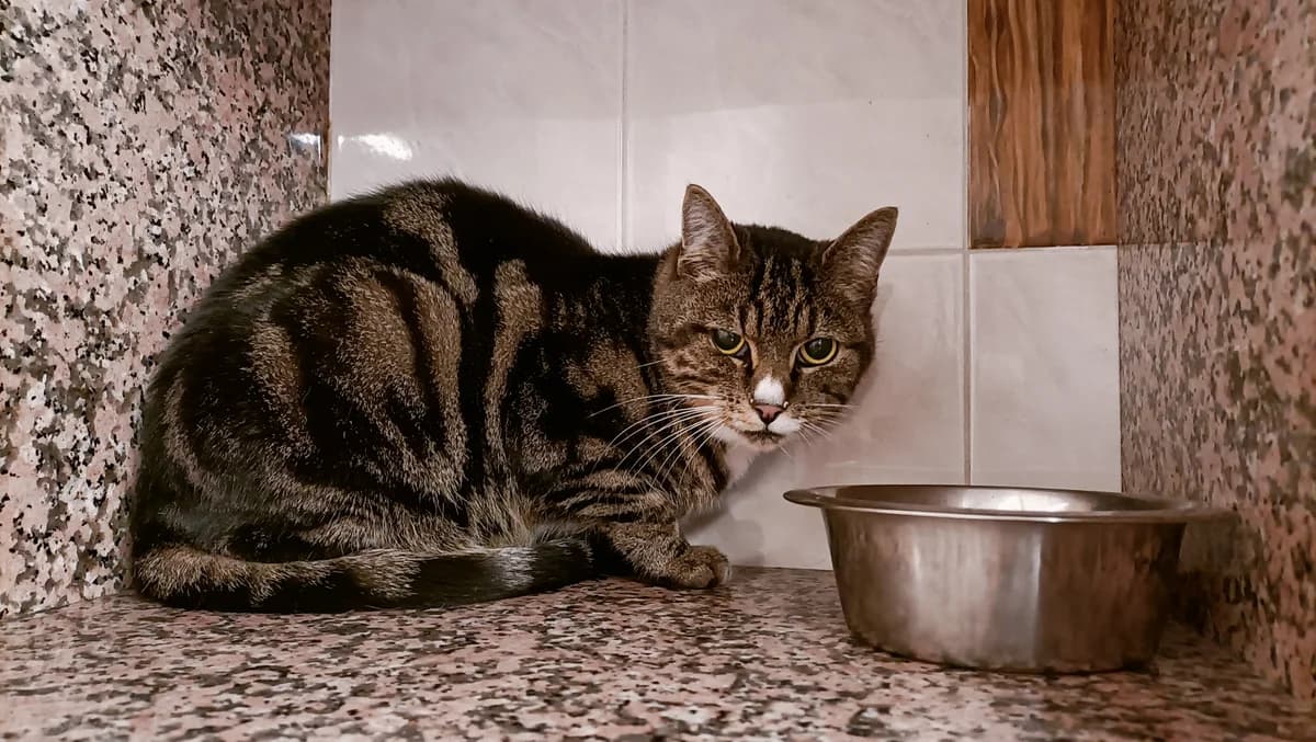 KIMI, female senior European Shorthair for adoption at Help Animals, Brussels