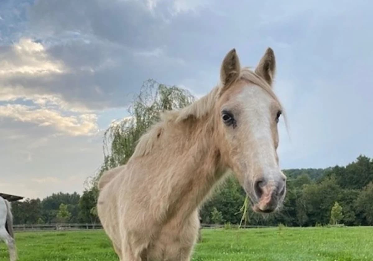SI JOLIE, female senior Mixed Breed for adoption at Help Animals, Brussels