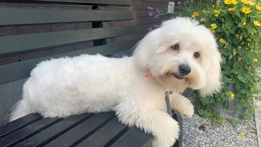 NEMO, male 4yo mixed breed for adoption at Help Animals, Brussels