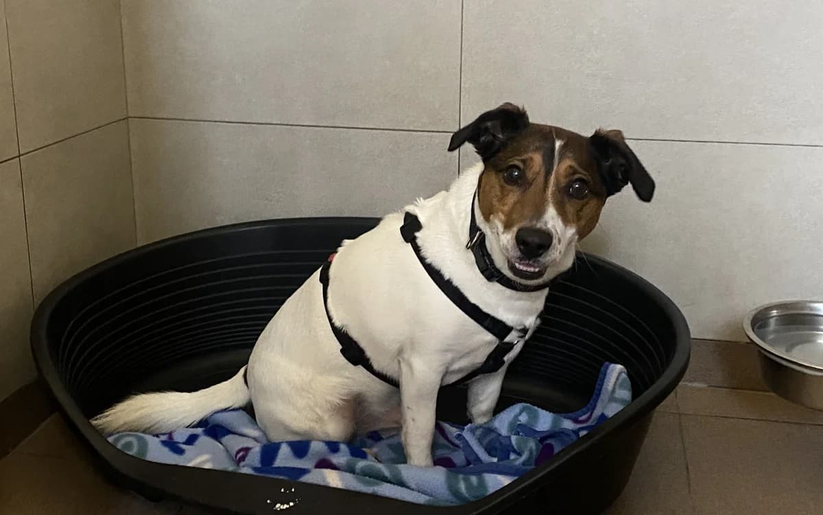 WISKY, male 5yo Jack Russell Terrier for adoption at Help Animals, Brussels