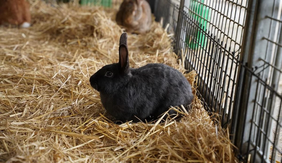 SAVINA, female young mixed breed for adoption at Help Animals, Brussels