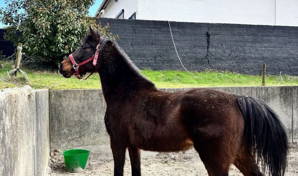 ULIGEZ, female senior mixed breed for adoption at Help Animals, Brussels