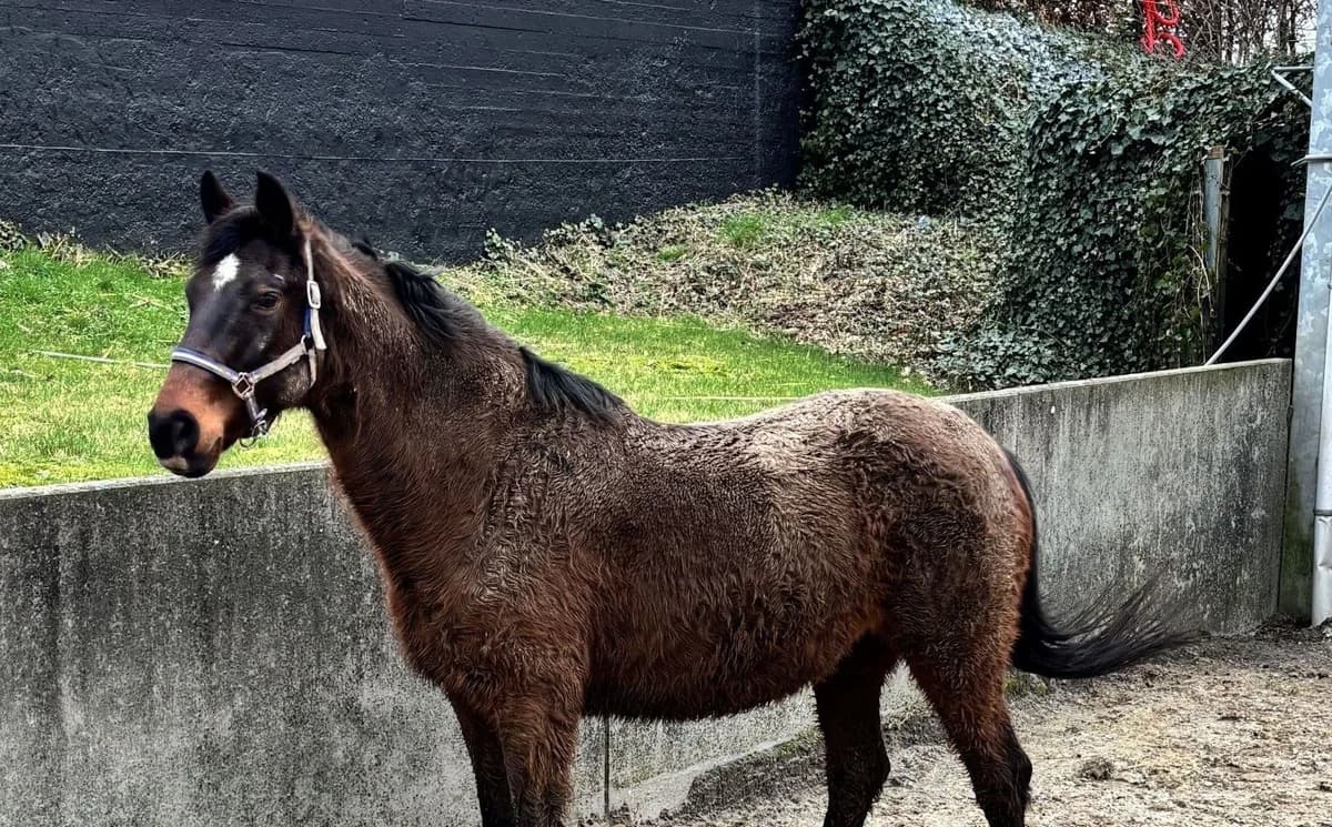 BOREALE, female senior mixed breed for adoption at Help Animals, Brussels