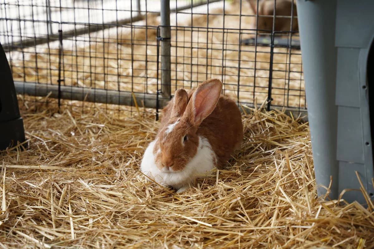 KIWITA, female young mixed breed for adoption at Help Animals, Brussels