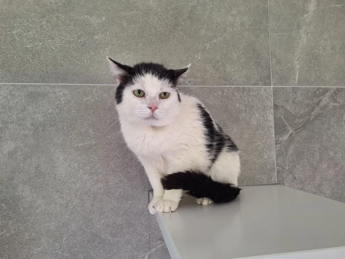 FIGARO, male 6yo European Shorthair for adoption at Help Animals, Brussels