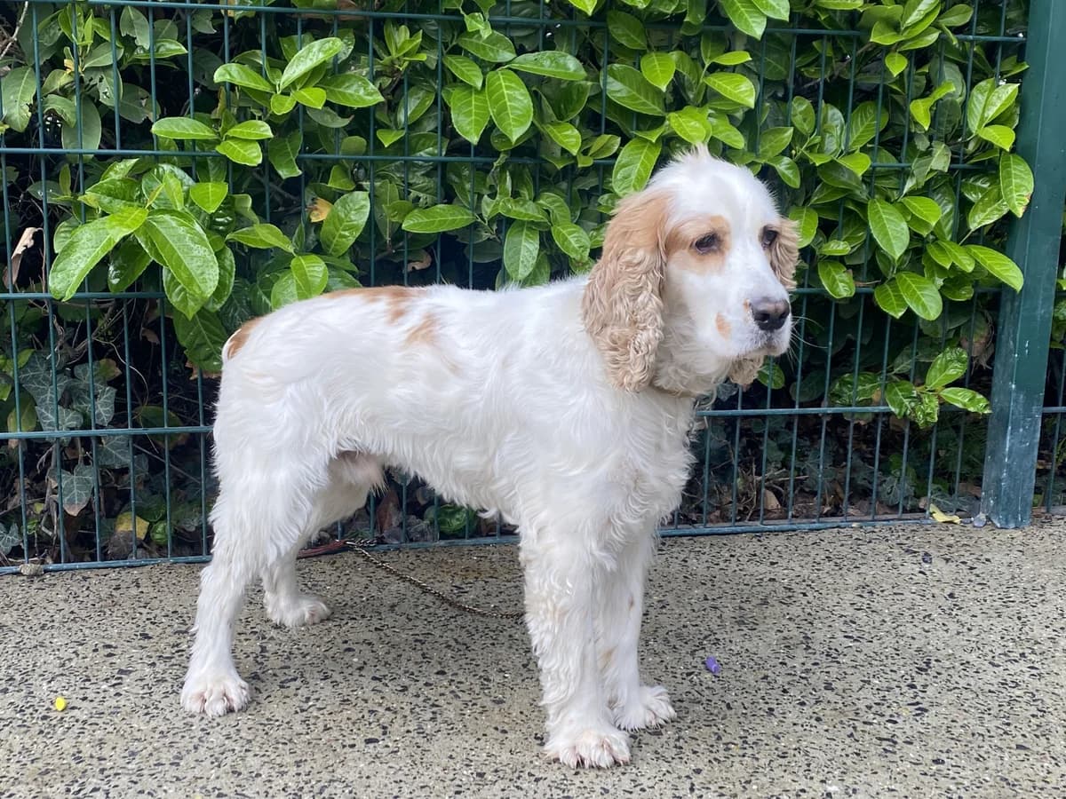 HAVANE, male 6yo Cocker Spaniel for adoption at Help Animals, Brussels
