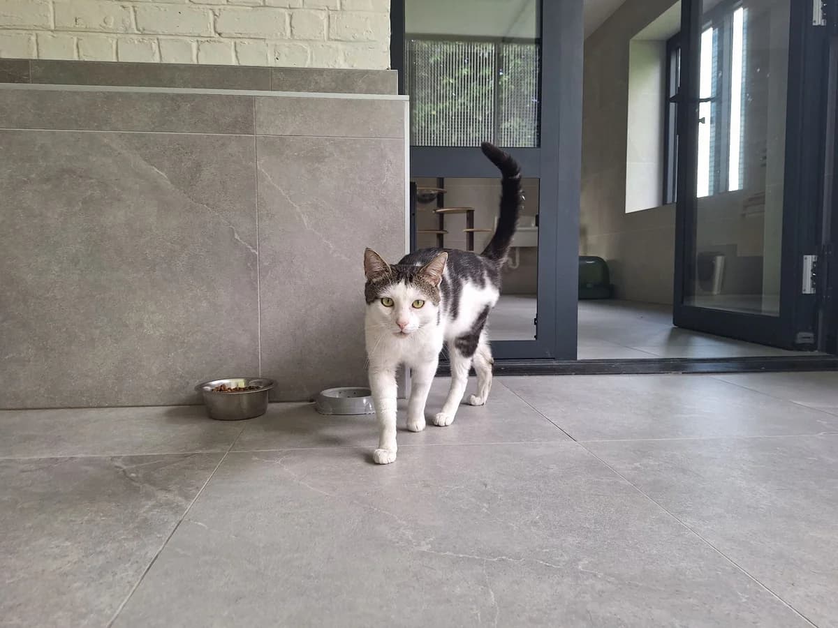 LOUWY, male 5yo European Shorthair for adoption at Help Animals, Brussels