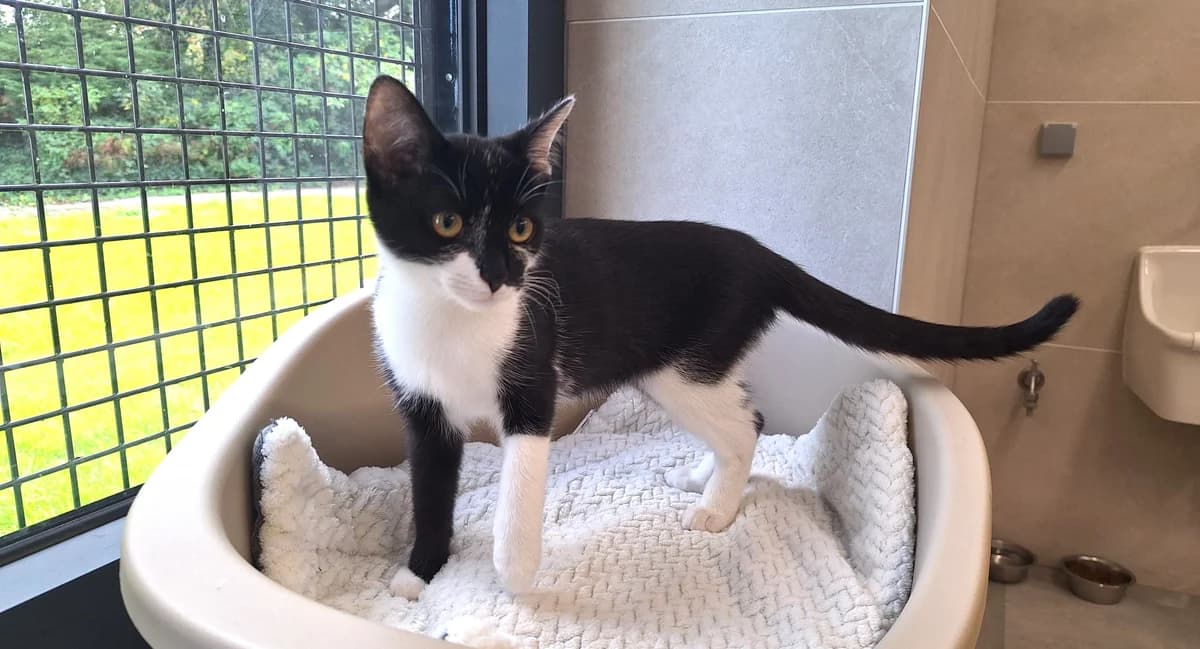MILLIE, female puppy European Shorthair for adoption at Help Animals, Brussels