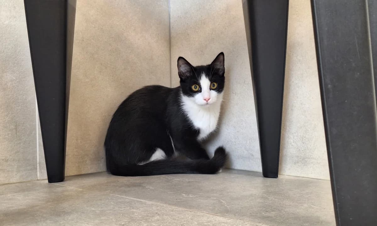 MISO, male puppy European Shorthair for adoption at Help Animals, Brussels