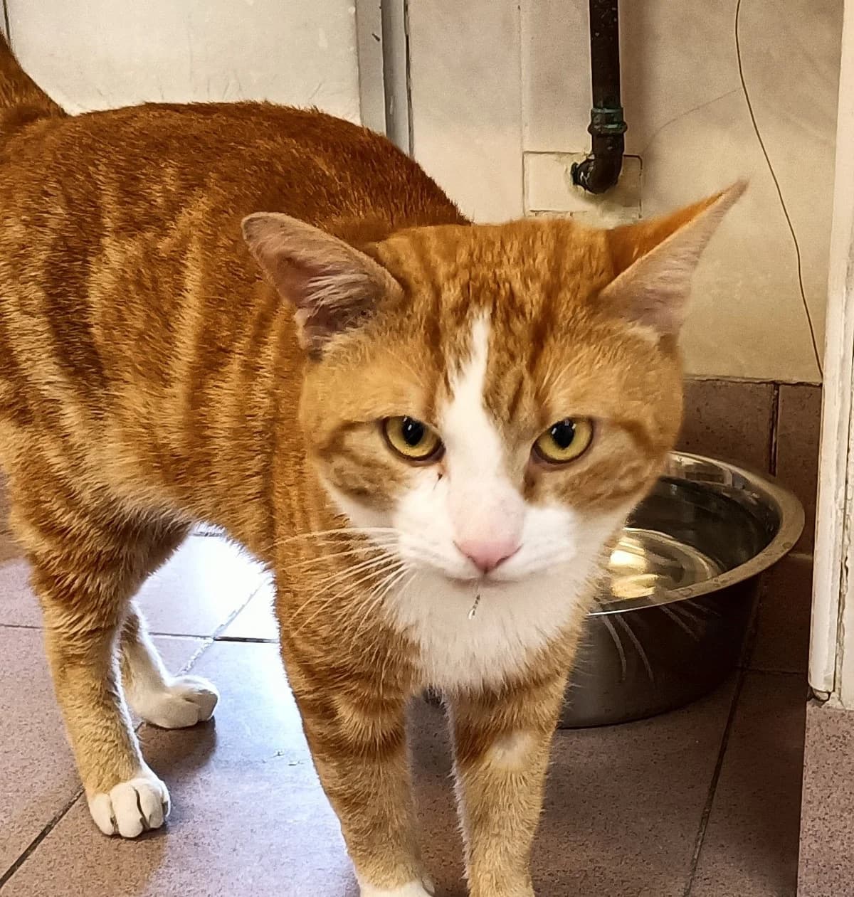 HECTOR, male young European Shorthair for adoption at Help Animals, Brussels