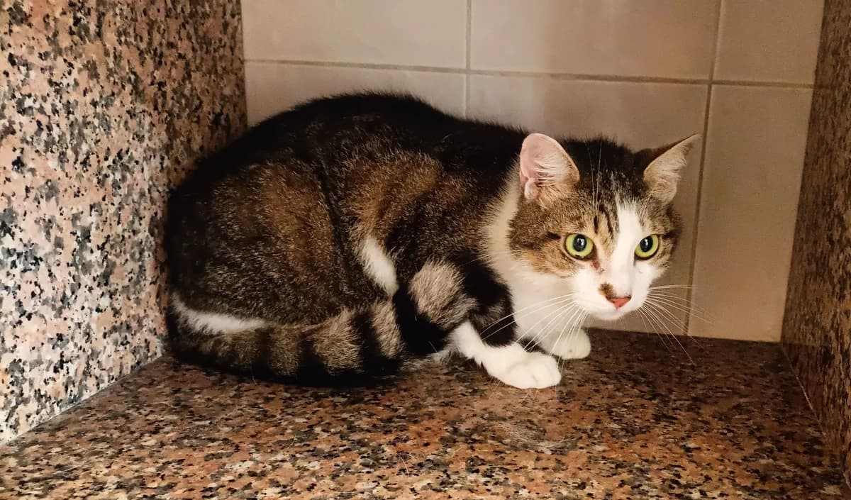 SASUKE, male 4yo European Shorthair for adoption at Help Animals, Brussels
