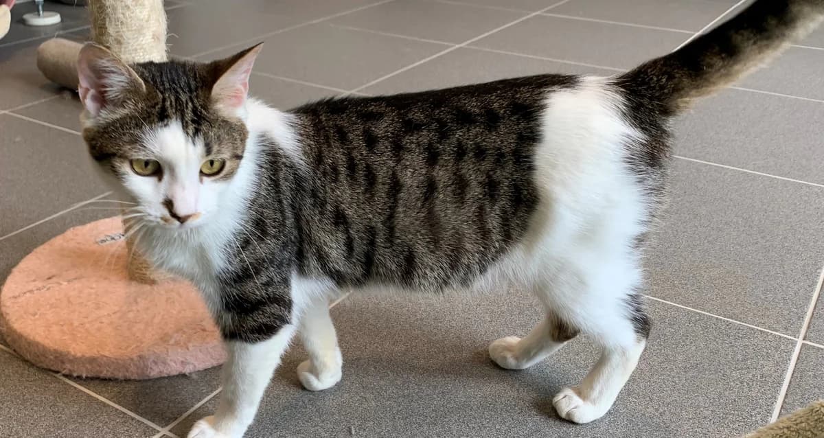 TIRAMISU, male senior European Shorthair for adoption at Help Animals, Brussels