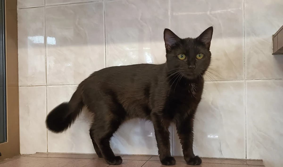 OLIVE, female young European Shorthair for adoption at Help Animals, Brussels