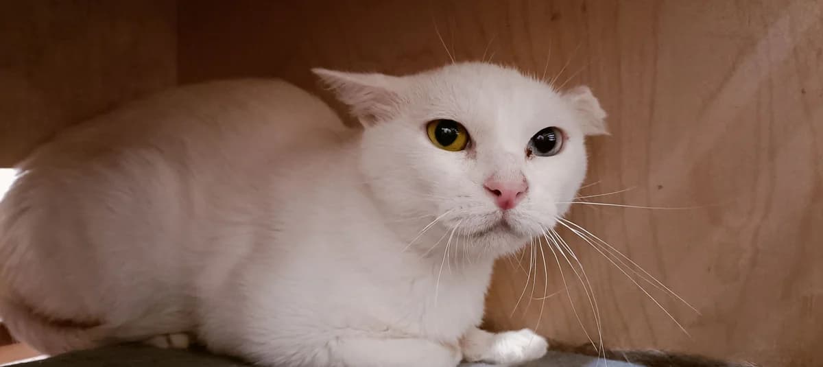 DONUTS, male 5yo European Shorthair for adoption at Help Animals, Brussels