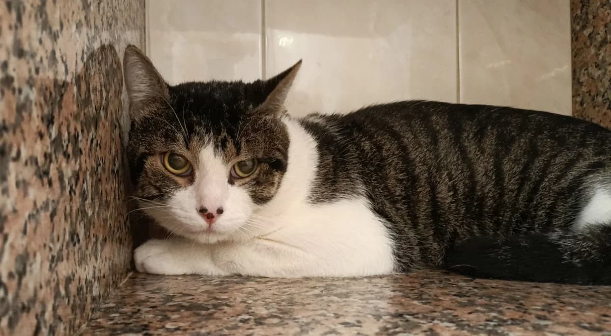 MALI, male 4yo European Shorthair for adoption at Help Animals, Brussels