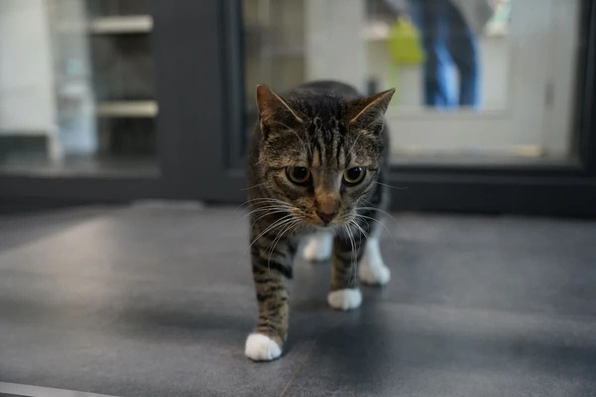 FUSKO, male 3yo European Shorthair for adoption at Help Animals, Brussels