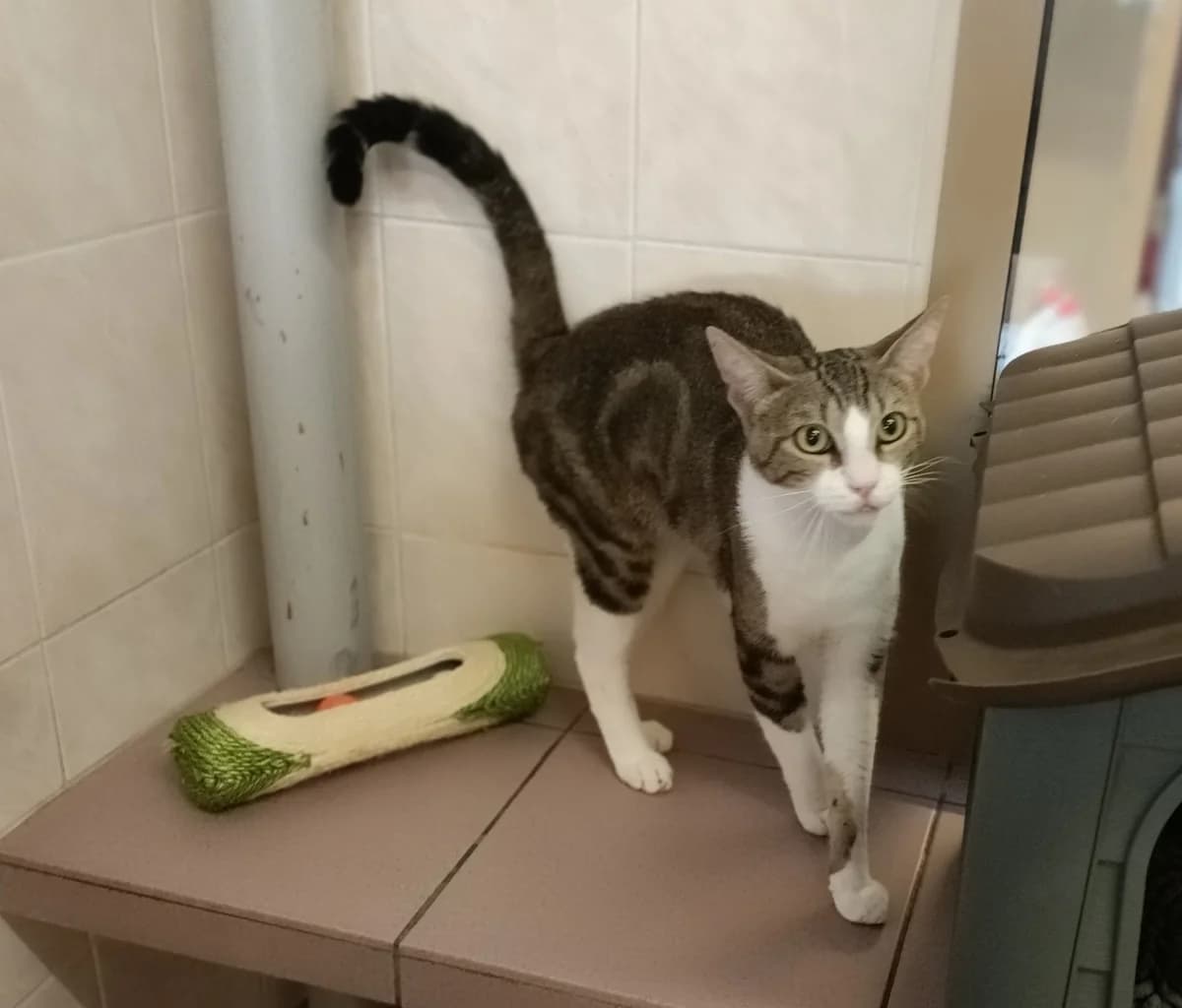 PINOU, male young European Shorthair for adoption at Help Animals, Brussels