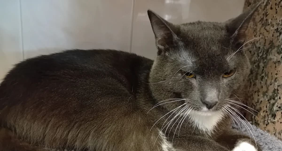 CASPER, male young European Shorthair for adoption at Help Animals, Brussels