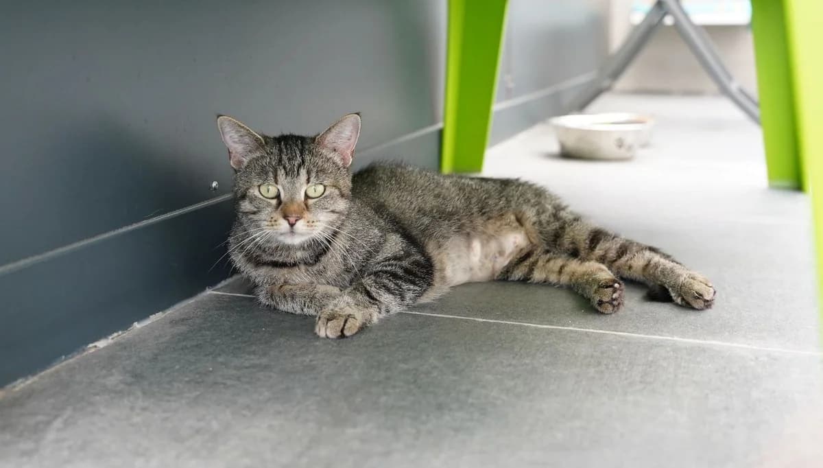 CHARLINE, female 5yo European Shorthair for adoption at Help Animals, Brussels