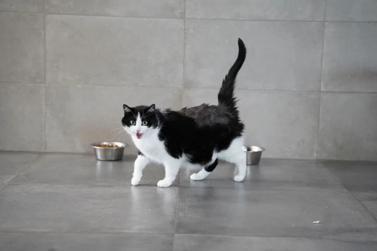 AMI, female 5yo European Shorthair for adoption at Help Animals, Brussels