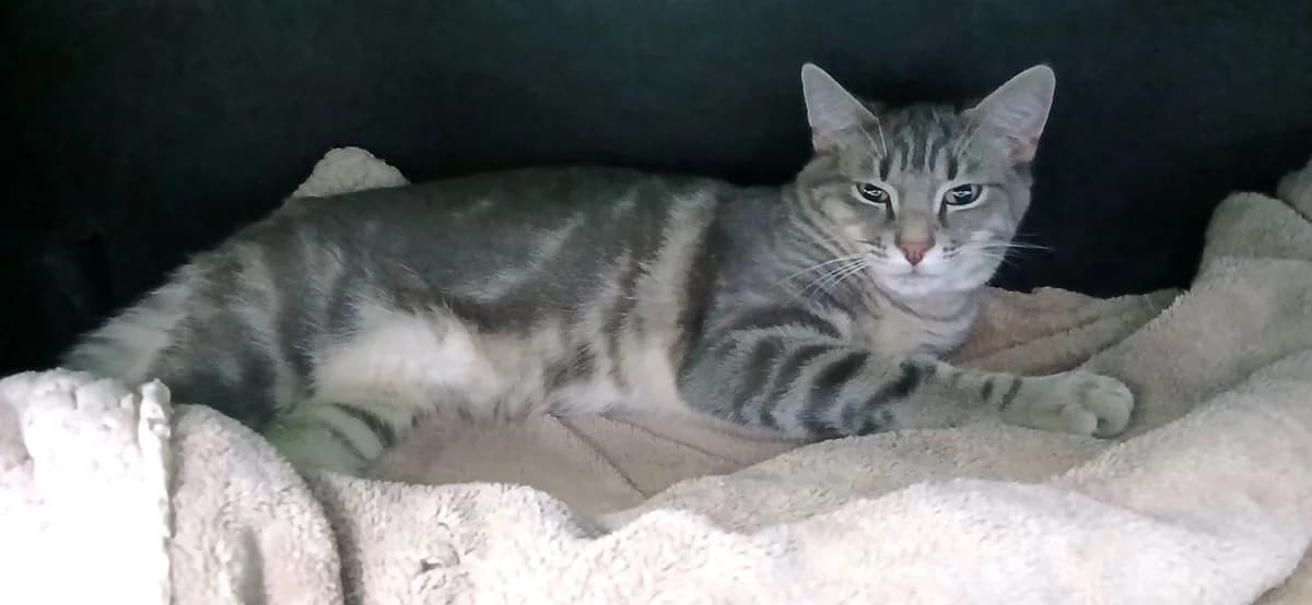 MAC, male puppy European Shorthair for adoption at Help Animals, Brussels