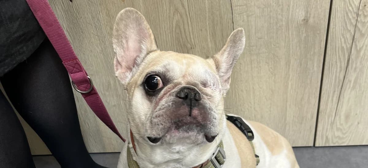 POPPY, female 7yo French Bulldog for adoption at Help Animals, Brussels