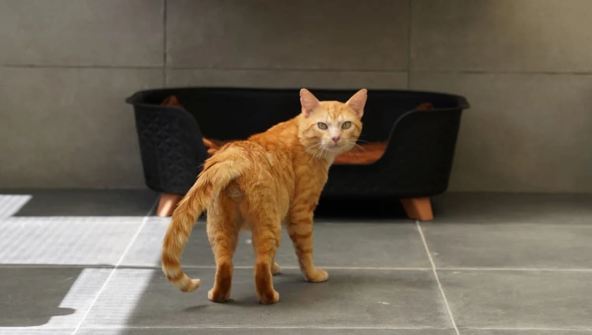 CHESTER, male 5yo European Shorthair for adoption at Help Animals, Brussels