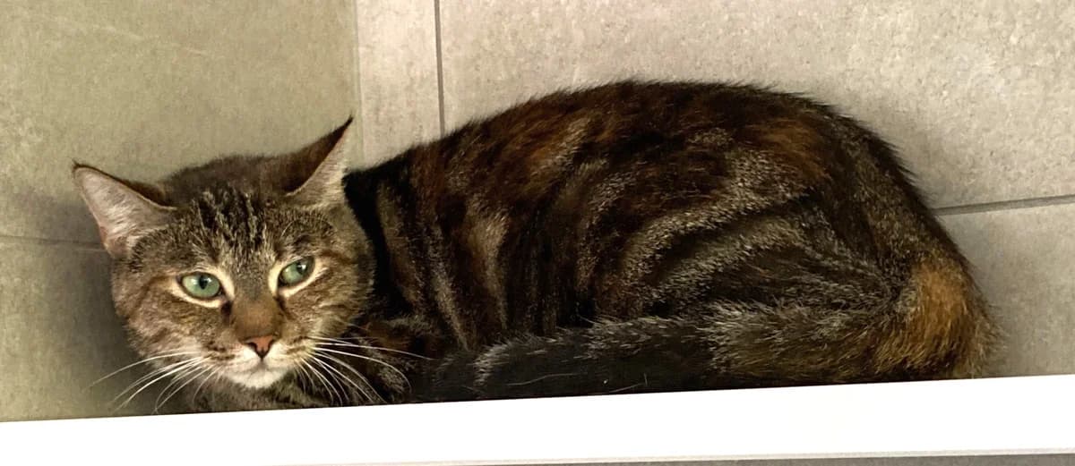 HIROKO, female 4yo European Shorthair for adoption at Help Animals, Brussels