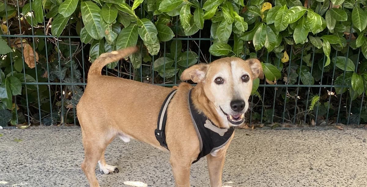 ONYX, male senior Jack Russell Terrier for adoption at Help Animals, Brussels