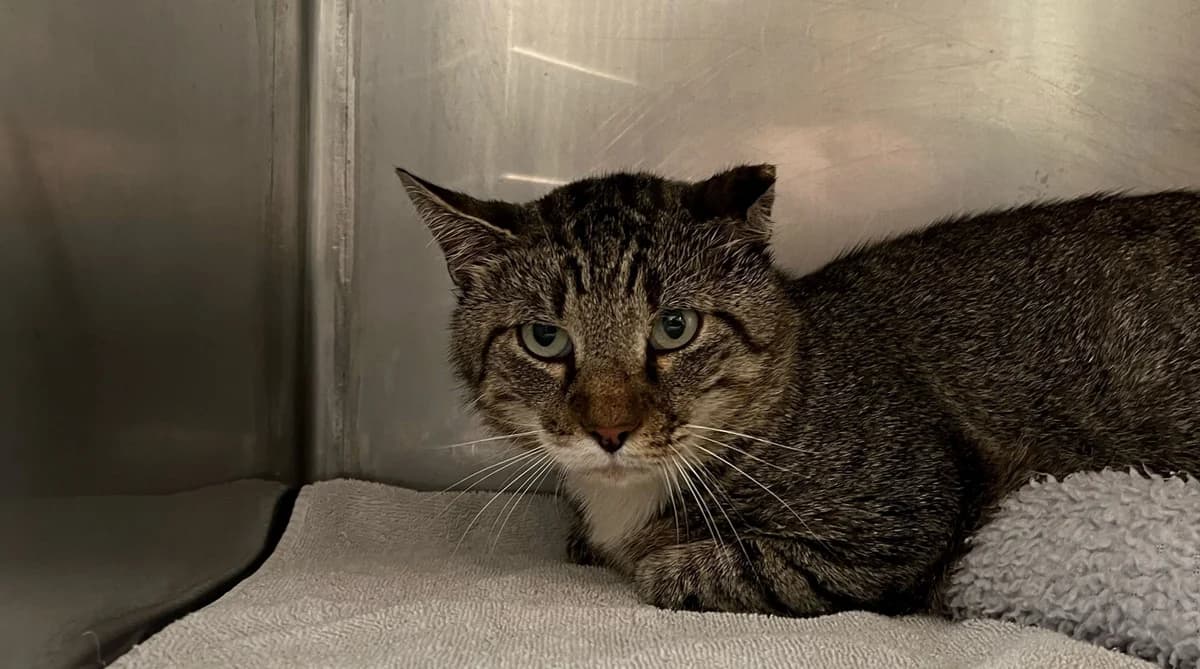 CHOPIN, male 7yo European Shorthair for adoption at Help Animals, Brussels