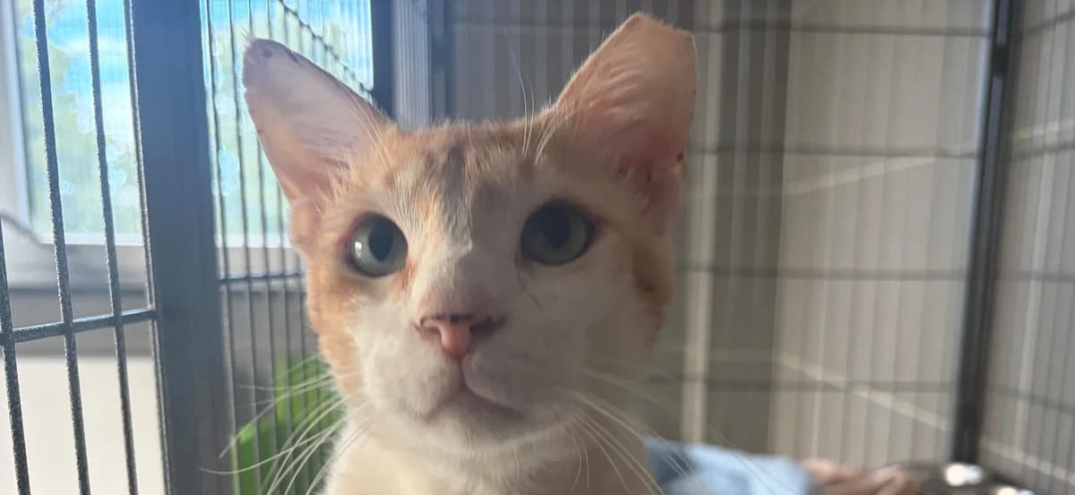 SUGAR, male young European Shorthair for adoption at Help Animals, Brussels