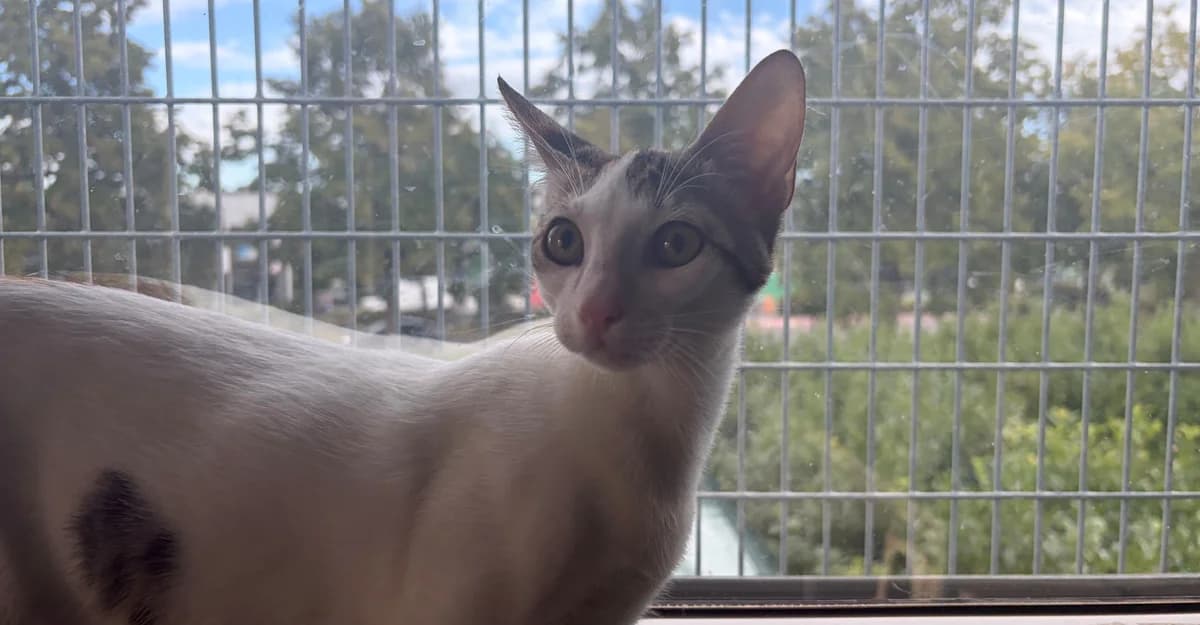 SUNNY, female puppy European Shorthair for adoption at Help Animals, Brussels
