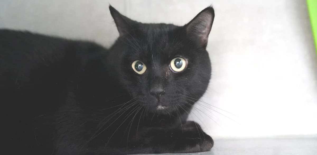 BACARA, male 7yo European Shorthair for adoption at Help Animals, Brussels
