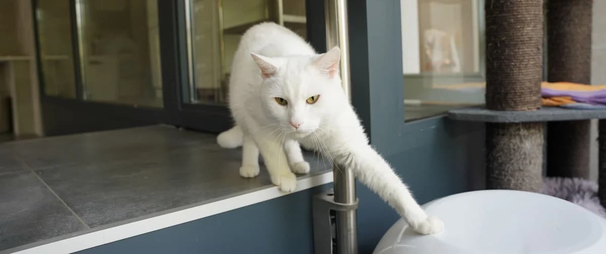 THEO, male 4yo European Shorthair for adoption at Help Animals, Brussels