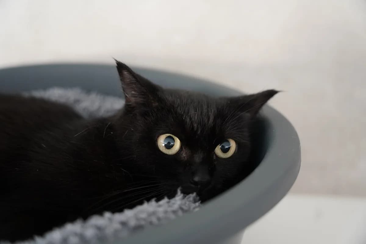 OPALE, female young European Shorthair for adoption at Help Animals, Brussels