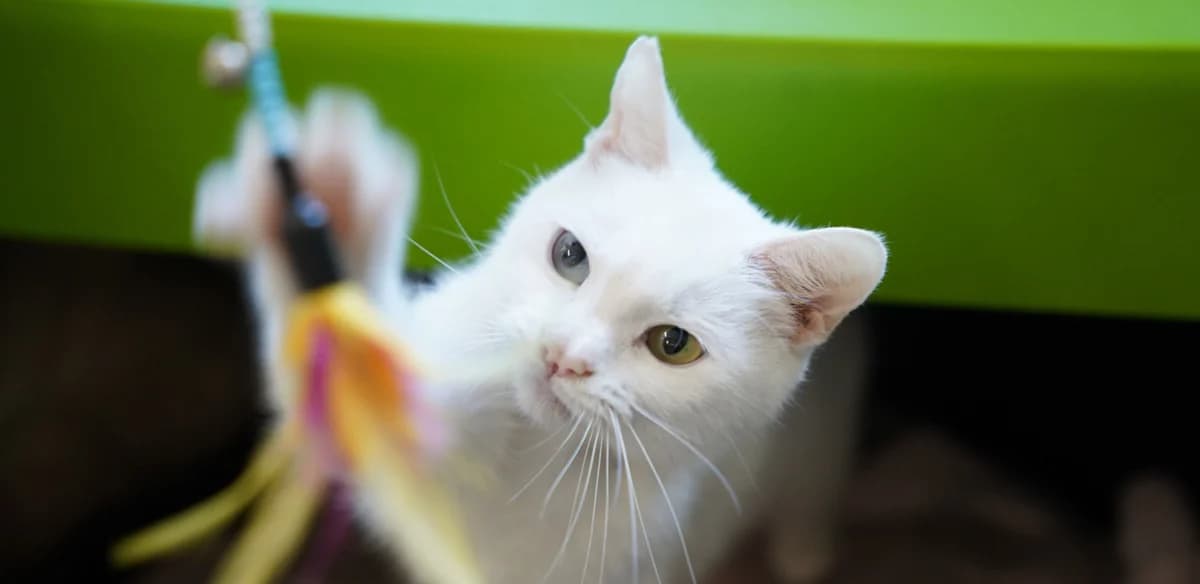 LOTUS, female 4yo European Shorthair for adoption at Help Animals, Brussels