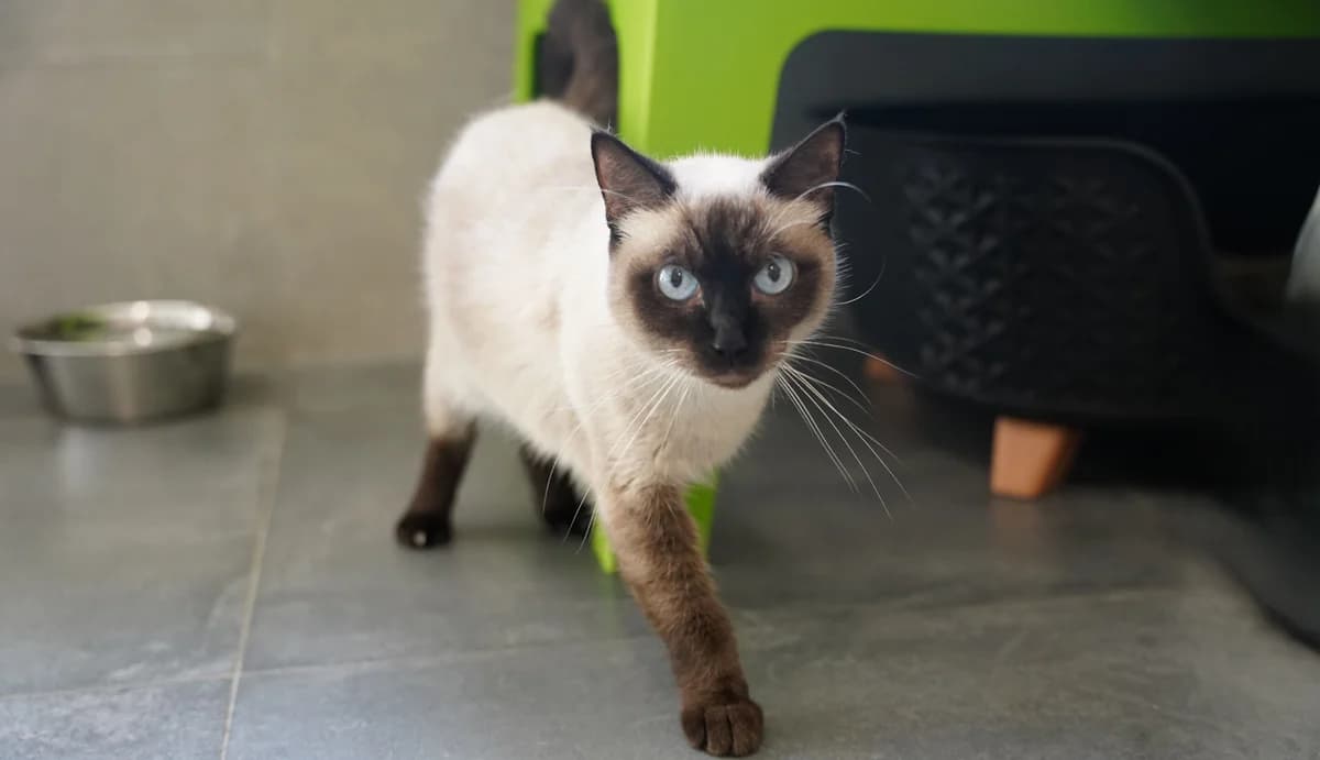 LUA, female 4yo Siamese for adoption at Help Animals, Brussels