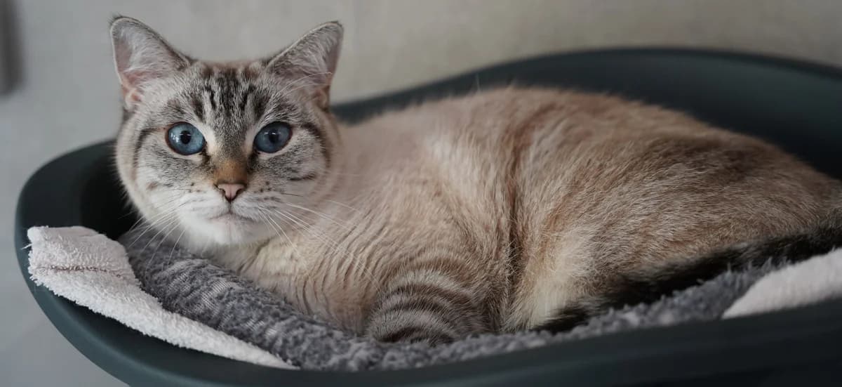 ARYA, female 4yo European Shorthair for adoption at Help Animals, Brussels