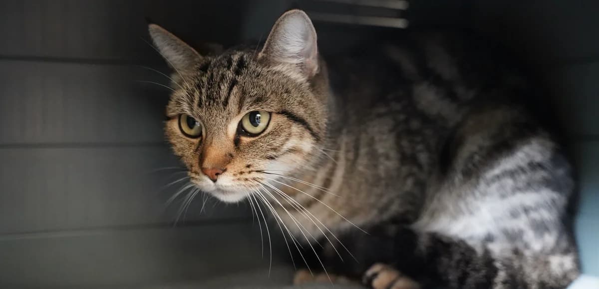 DUNE, female young European Shorthair for adoption at Help Animals, Brussels