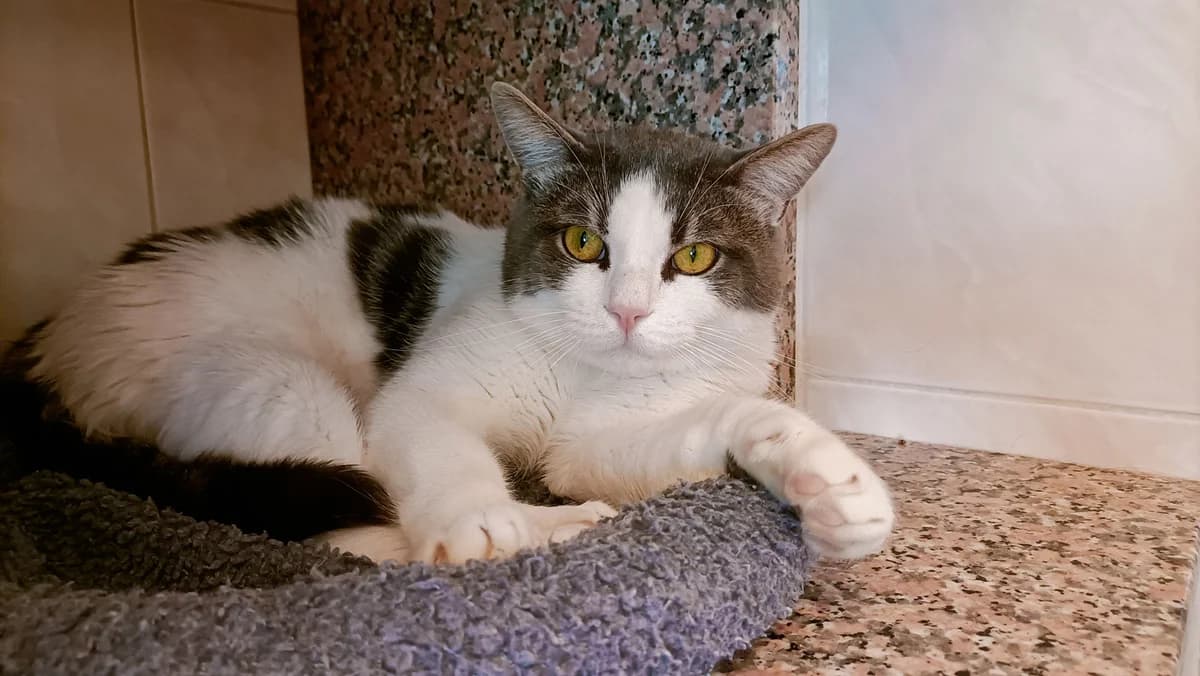 SPICY, male young European Shorthair for adoption at Help Animals, Brussels