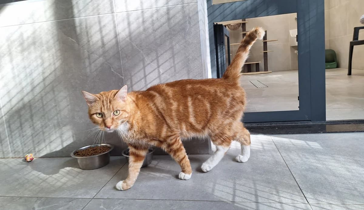 CHOCOLAT, male 4yo European Shorthair for adoption at Help Animals, Brussels