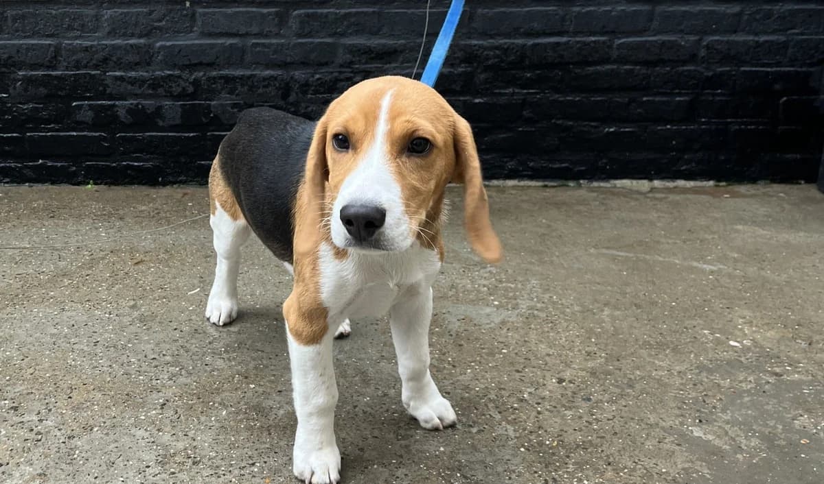 BUDDY, male puppy Beagle for adoption at Help Animals, Brussels