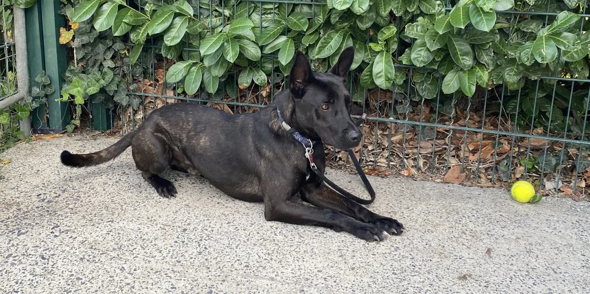 LUCKY, male young Belgian Malinois for adoption at Help Animals, Brussels