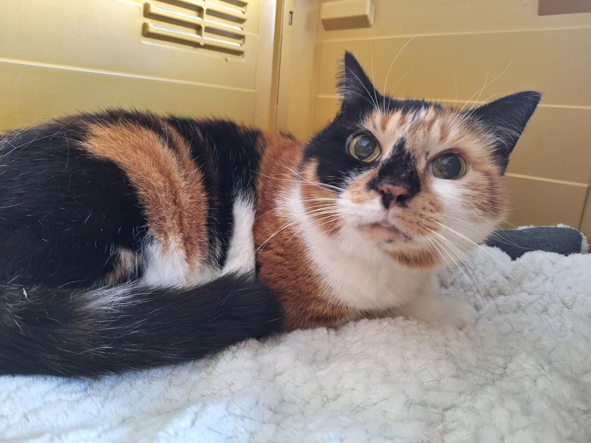 LINDA, female senior European Shorthair for adoption at Help Animals, Brussels