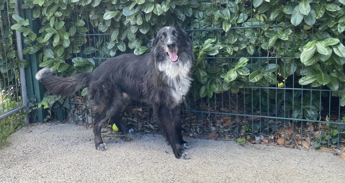 SKY, male 5yo Border Collie for adoption at Help Animals, Brussels