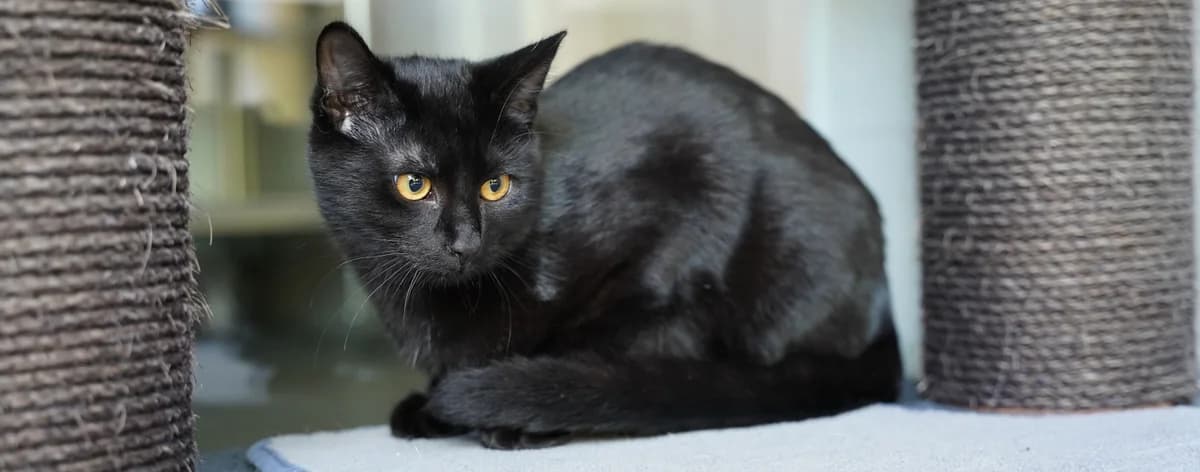 ZORRO, male puppy European Shorthair for adoption at Help Animals, Brussels