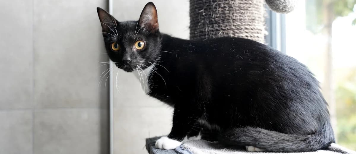 FIGARO, male puppy European Shorthair for adoption at Help Animals, Brussels