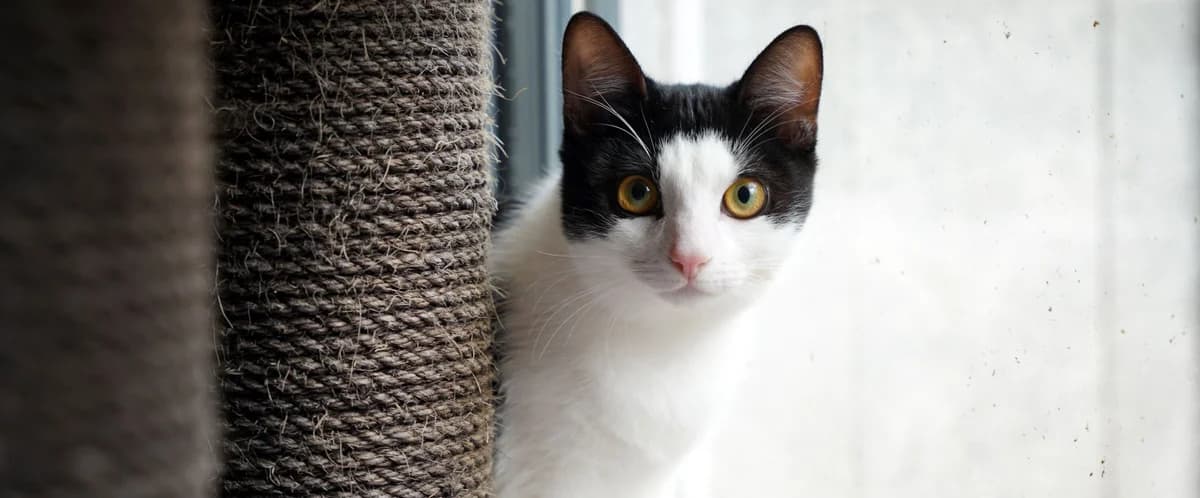 ADELO, male puppy European Shorthair for adoption at Help Animals, Brussels